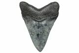 Fossil Megalodon Tooth - South Carolina #272480-1